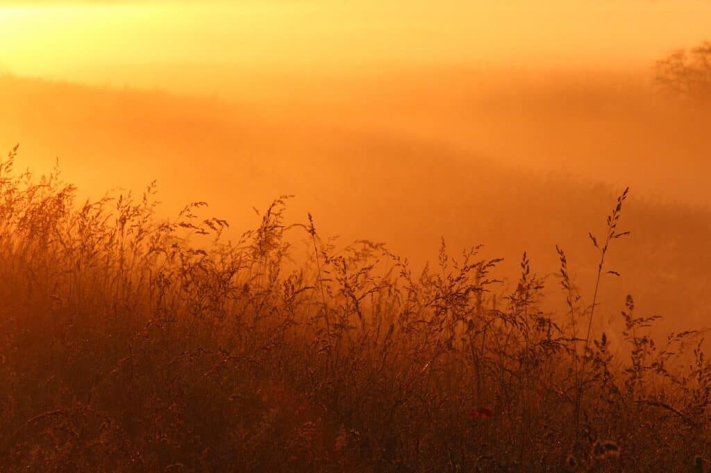 Sunrise illuminating a field with tall grasses and trees in the distance.